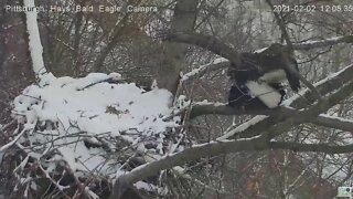 Hays Eagles Dad and Mom mating on the nest branch 2021 02 02 12:08PM