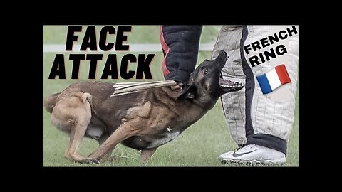 WHAT IS A FACE ATTACK?!! JAW DROPPING BELGIAN MALINOIS PROTECTION!! FRENCH RING