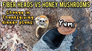 Fiber Heads vs Honey's | Roosters Gone! | A Surprise!