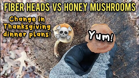 Fiber Heads vs Honey's | Roosters Gone! | A Surprise!