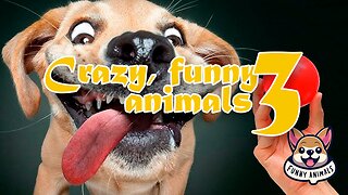 Crazy Funny animals 3 - Cats and Dogs Face Off in an Epic Toy Battle