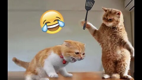 Funny animals 😂 dogs and cats funny pets