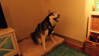 Husky has crazy sneezing attack