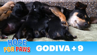 A stray dog walked into a yard and gave birth to 9 puppies. Watch for the PIG at the end :-)