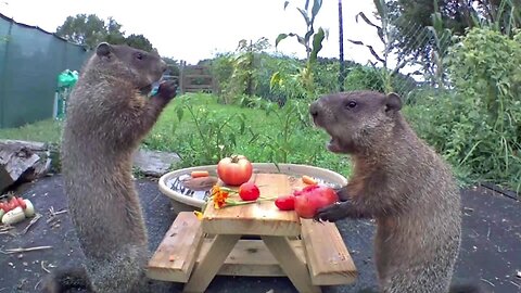 Groundhog's Biscuit Buffet: Laughter Guaranteed!