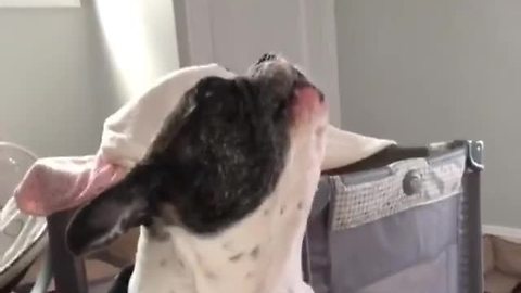 Crying Baby Sends Dog Into Howling Frenzy