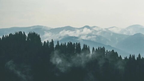 Dark Misty Forest Ambiance ⛰️ Ambient Music For Relax, Sleep, Study, Work, Insomnia