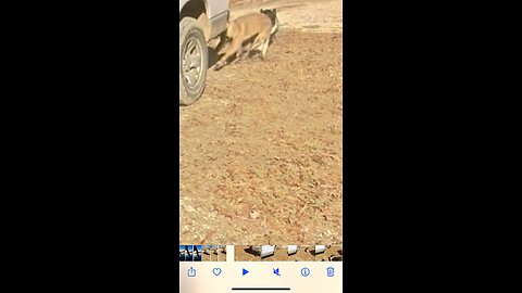 Puppy acts embarrassed after running into truck!!!😂🤠