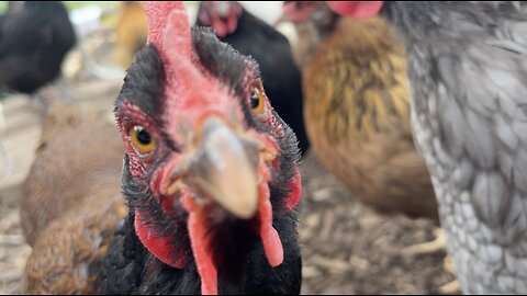 Chicken Close-Ups!! A New Angle on America's Favorite Poultry