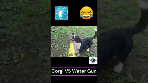 Corgi VS Rapid Fire Water Gun #doglover #shorts