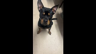 “What you got for me this time?” #viral #trending #dog #puppy #Rottweiler