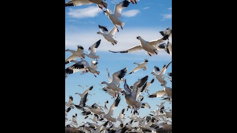 Snow geese migrate here in the fall through early spring.