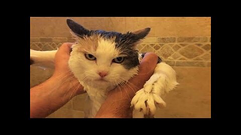 Funny Animals - Funny Cats / Dogs / Best Videos November 2022
