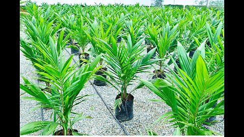 Maloshia palm oil plantations