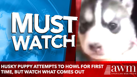 Husky puppy attempts to howl for first time, but nobody quite expected what came out