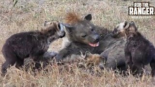 Active Hyena Den In Kenya's Maasai Mara | Zebra Plains