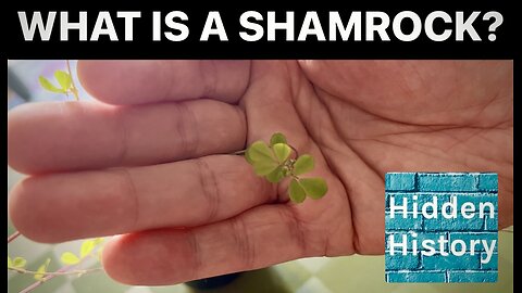 What is a Shamrock? The confusing history and mythology of the ‘Irish’ plant