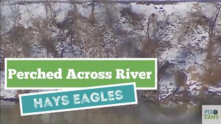 Hays Eagles across the Monongahela River on a snag tree 11922 15:23