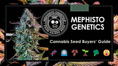 10 Best-Selling Mephisto Genetics Strains | Autoflower Seeds Buyers' Guide
