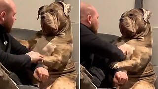 Gigantic doggy shows how gentle he really is