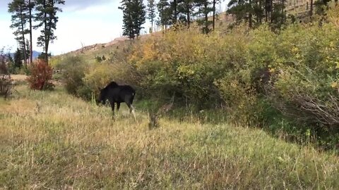 Moose relocated by CPW from Strasburg to mountains