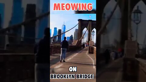Meowing Across Brooklyn Bridge! #shorts #newyorkcity #brooklynbridge #meowmeow