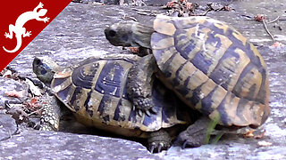 Turtles Making Love - Testudo hermanni
