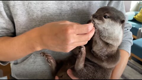 The charm of otter is super cute