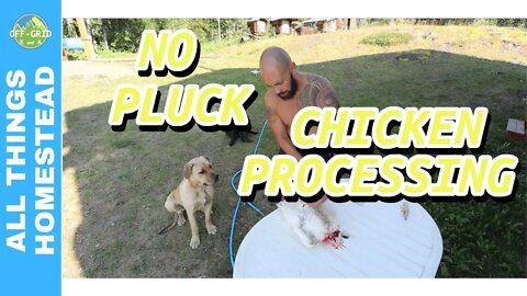 Chicken Processing - No Pluck Butchering Process - Homesteading Skills To Learn
