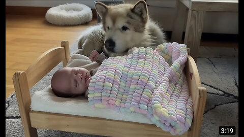 Adorable Dog Is Obsessed With His New Baby Brother! (Cutest Ever!!)