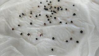 Germinating Silverbeet Seed With H2O2