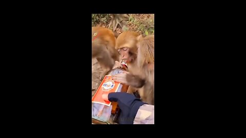 Funny monkeys