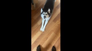 Siberian husky shakes my hands