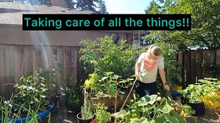 How I’m taking care of my garden pruning and putting flowers in the Vegetable garden