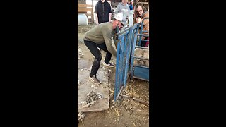 Shearing an antsy Sheep