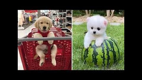 Baby Dogs 🔴 Cute and Funny Dog Videos Compilation | Funny Puppy Videos 2023