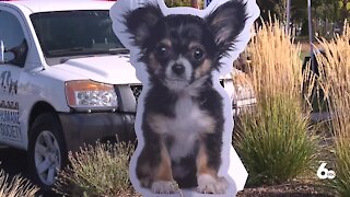 Idaho Humane Society's See Spot Walk goes virtual during all of October