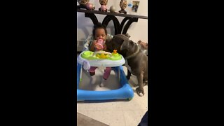 Dog drinking baby sipping cup