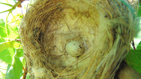 Abandoned sparrow's nest