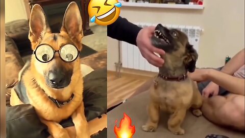 Cats And Dogs Funniest 😂 Reaction video part #3 / Funny Animals video