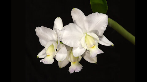 2024-1 January St. Augustine Orchid Society's Virtual Show Table