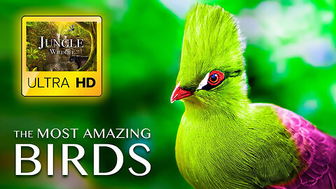 The Most Amazing BIRDS in the World ULTRA HD - Relaxing Music and Nature Sounds