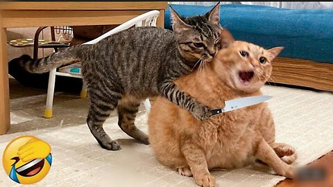 Cat funny reaction || cat funny comedy || cat funny masti