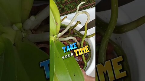 🔪 Knife 🔪 SKILLS & Orchids 🪴 Release Orchid Roots from Pot Rim SAFELY #toptips #ninjaorchids #shorts