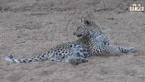 Mother Leopard And Her Cub Play In The Sand