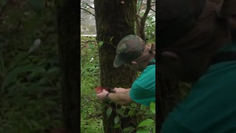 Foraging Mushrooms after a Flood! Bushcraft / Survival / Cottagecore