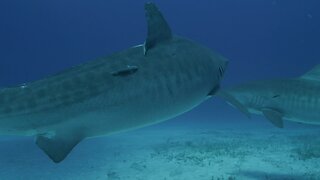 Attacked by 3 Tiger Sharks in Bahamas - Jordan Lindsey