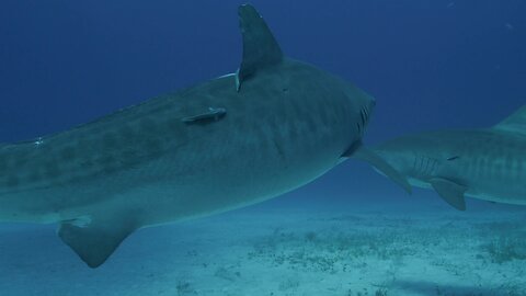 Attacked by 3 Tiger Sharks in Bahamas - Jordan Lindsey