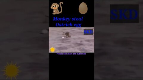 Monkey stealing egg Ostrich 🥚#shorts #youtubeshorts #shortvideo