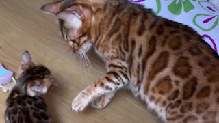 Bengal Kitten Really Doesn't Want To Listen To Mom